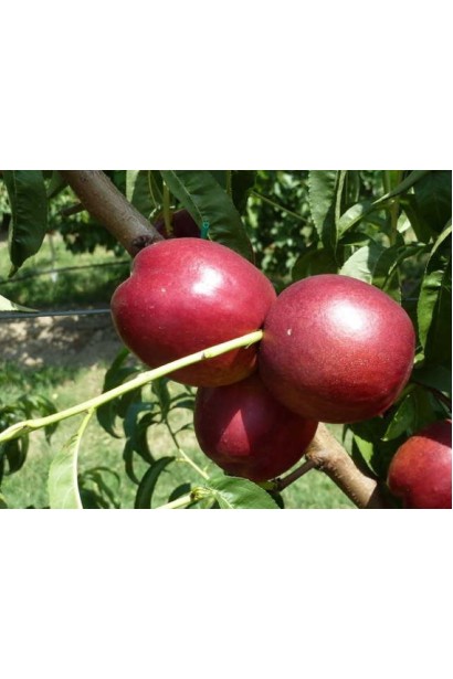 Нектарин Алітоп